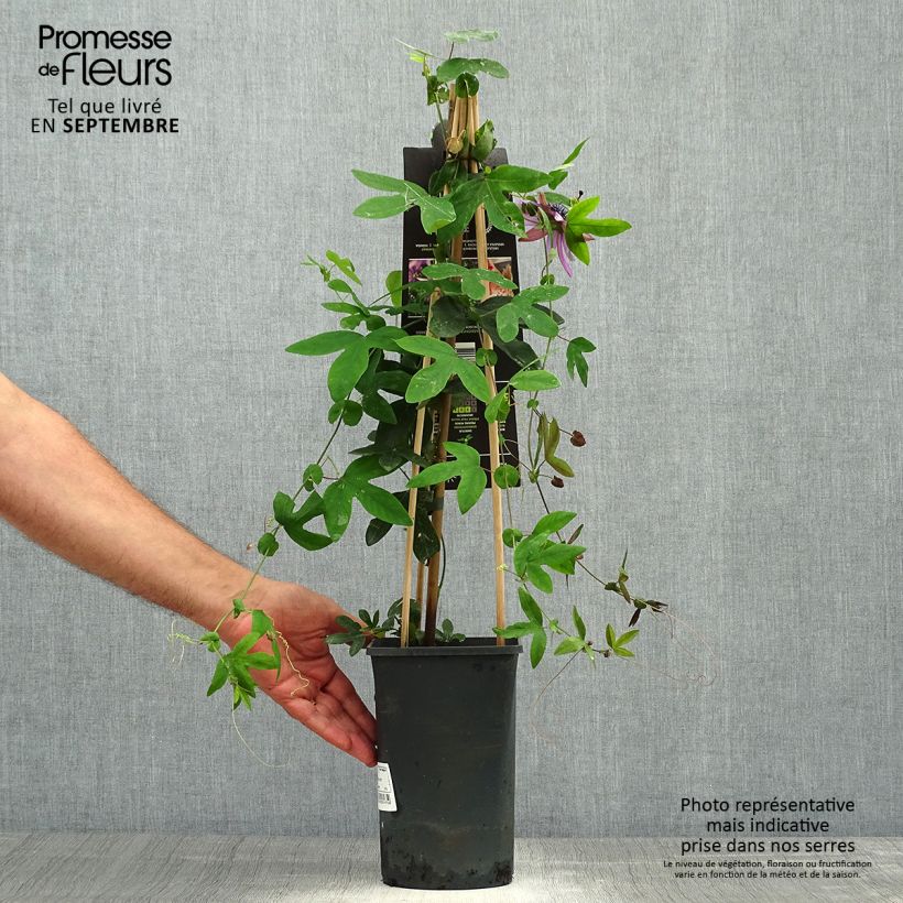 Esemplare di Passiflora Lavender Lady Vaso da 2L/3L come consegnato in autunno
