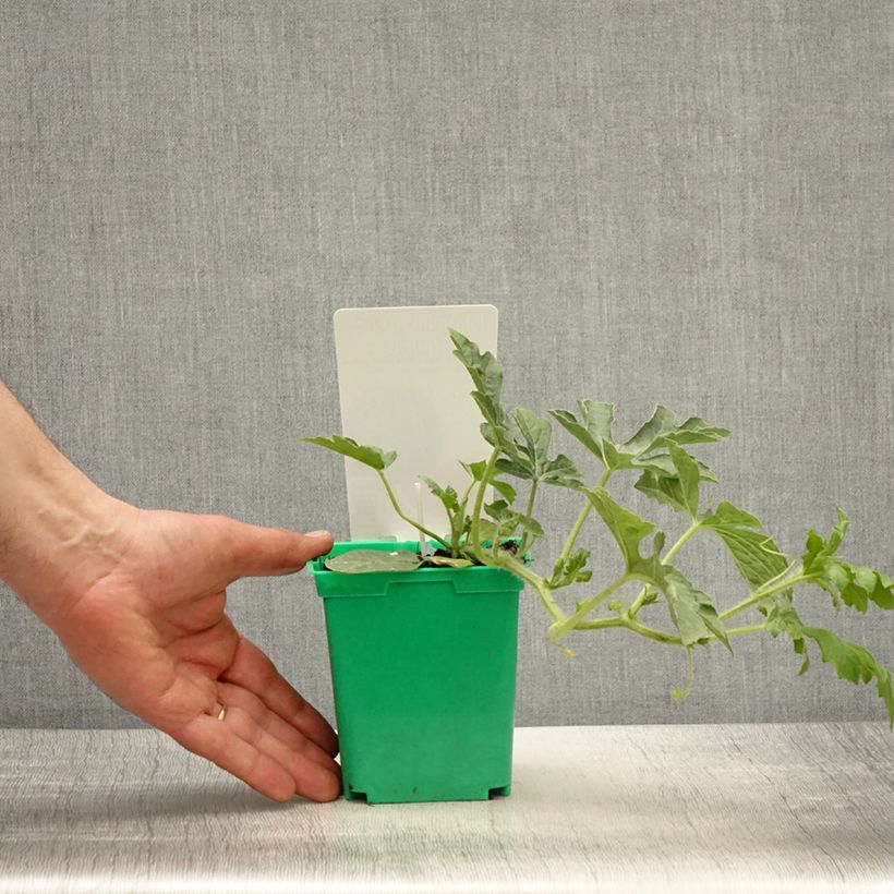 Anguria Ingrid F1 Vaso da Ø 10 cm/11 cm esemplare consegnato in primavera