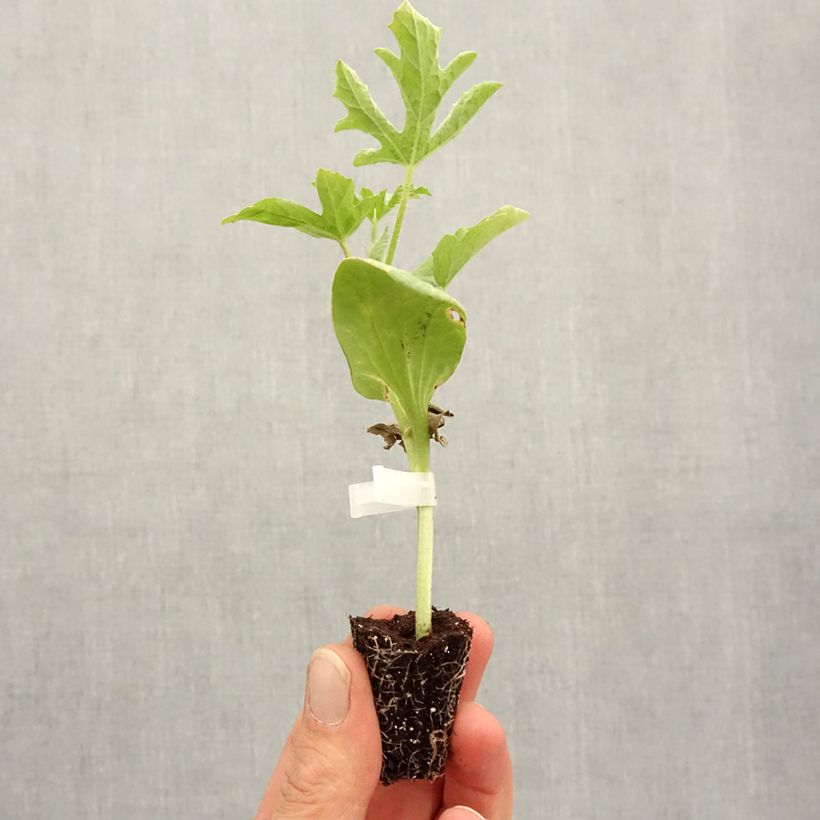 Anguria Little Darling F1 mini zolla... esemplare consegnato in primavera