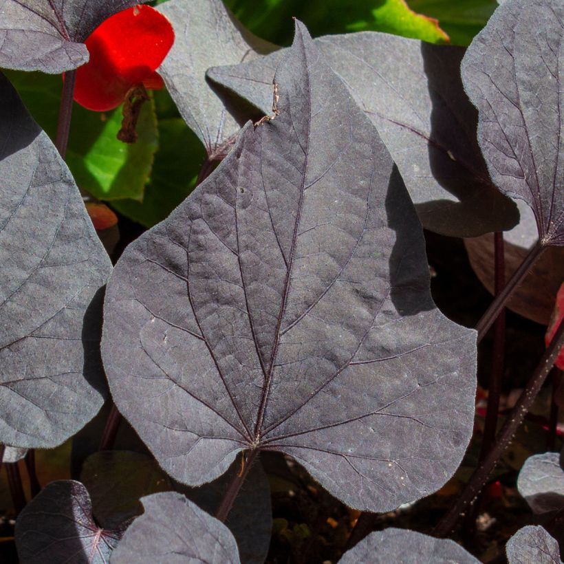 Patata dolce Sakura (Fogliame)