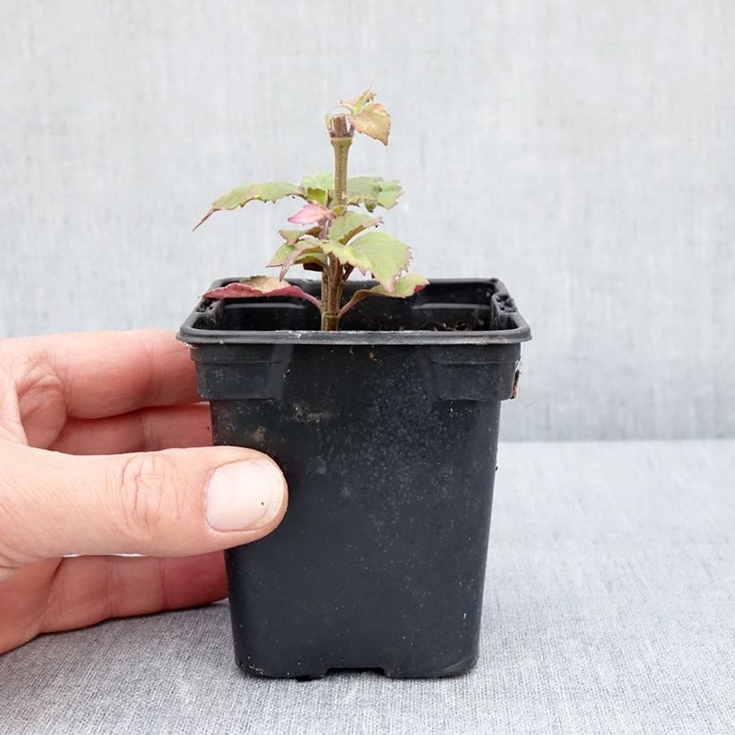 Example of Pogostemon cablin - Patchouli Vasetto da 8/9 cm as you get in printemps