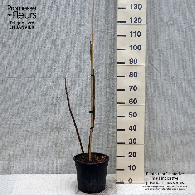 Example of Paulownia elongata Vaso da 7,5L/10L as you get in hiver