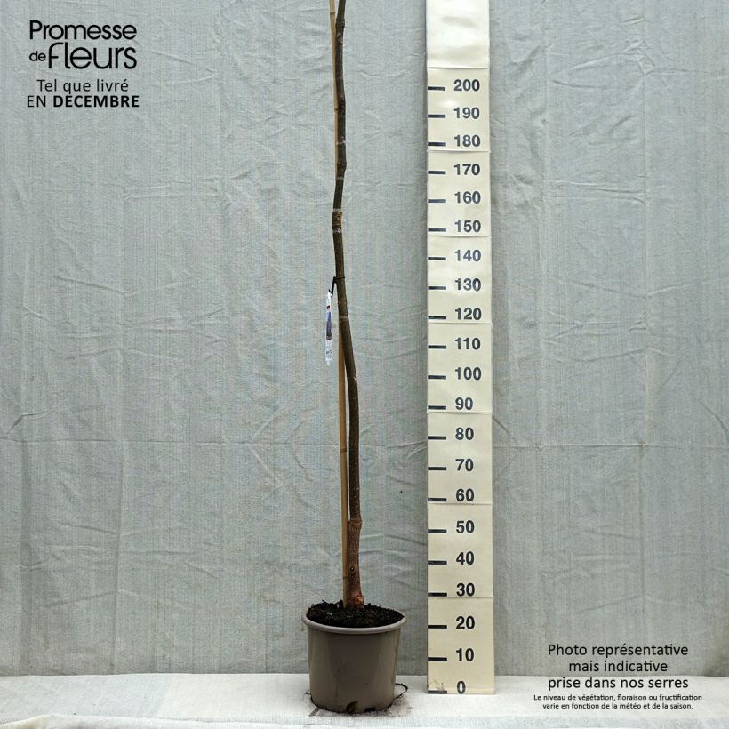 Paulownia fortunei Fast Blue Minfast Vaso da 12L/15L esemplare consegnato in inverno