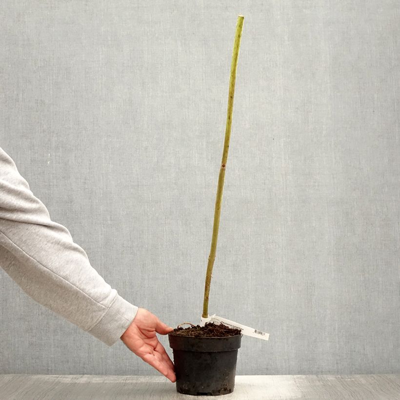Esemplare di Paulownia tomentosa - Arbre impérial Pot de 2L/3L come consegnato in autunno