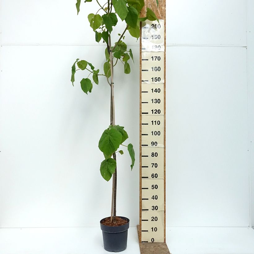 Esemplare di Paulownia tomentosa Vaso da 7,5L/10L consegnato in estate