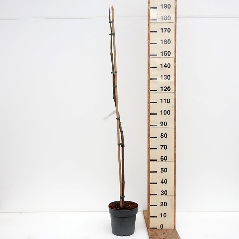 Paulownia tomentosa Vaso da 7,5L/10L esemplare consegnato in inverno