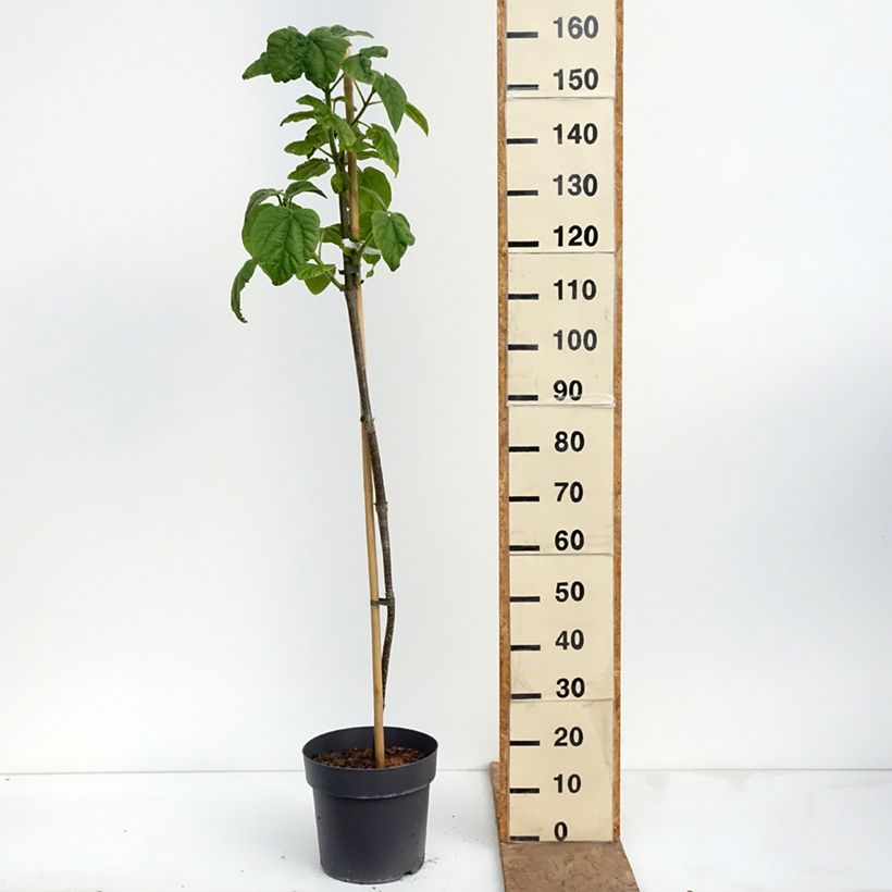 Paulownia tomentosa Vaso da 7,5L/10L esemplare consegnato in primavera