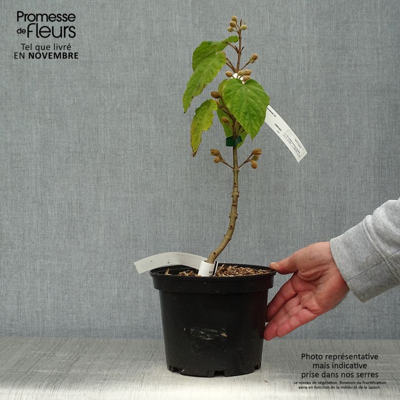 Esemplare di Paulownia tomentosa Hulsdonk - Arbre impérial Pot de 3L/4L come consegnato in autunno