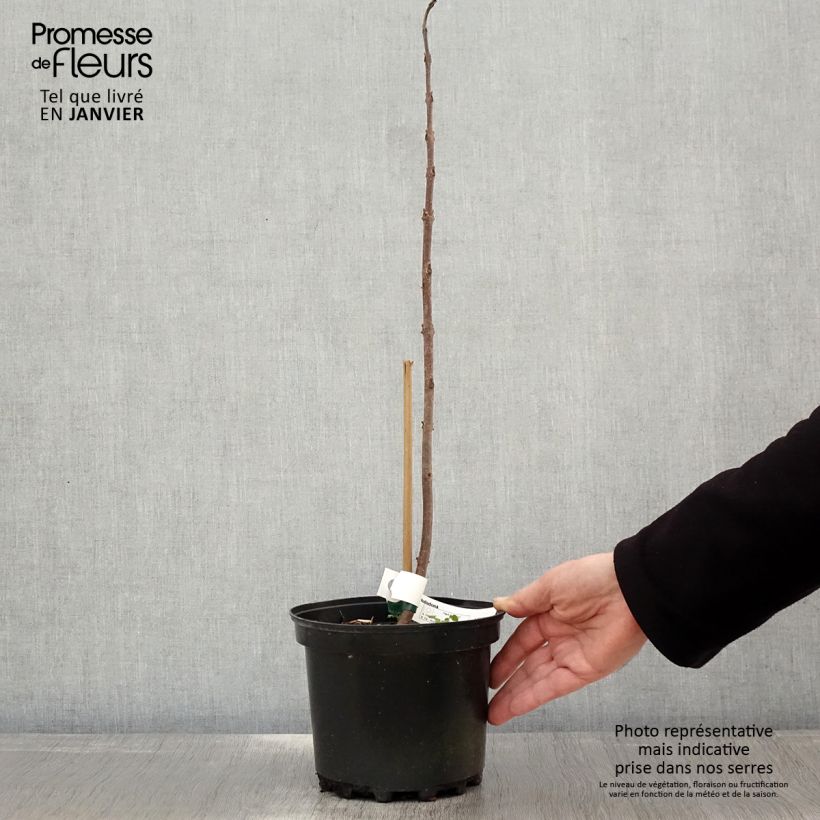 Paulownia tomentosa Hulsdonk Vaso da 3L/4L esemplare consegnato in inverno