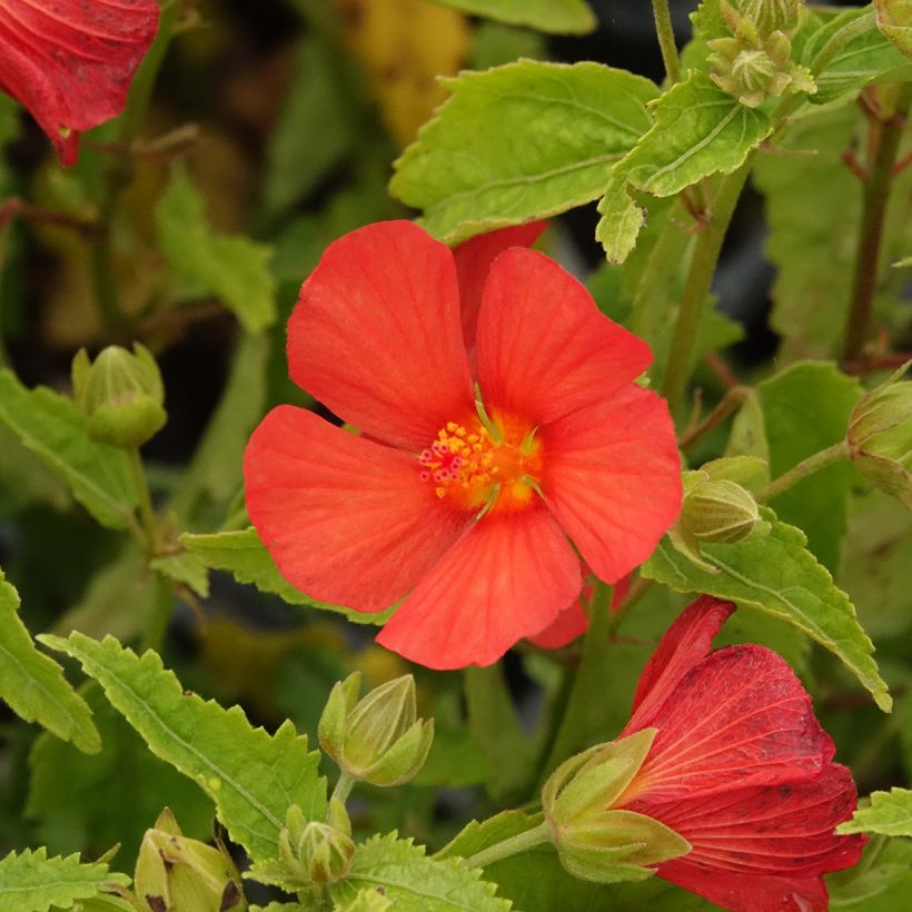 Pavonia Flamboyant (Fioritura)