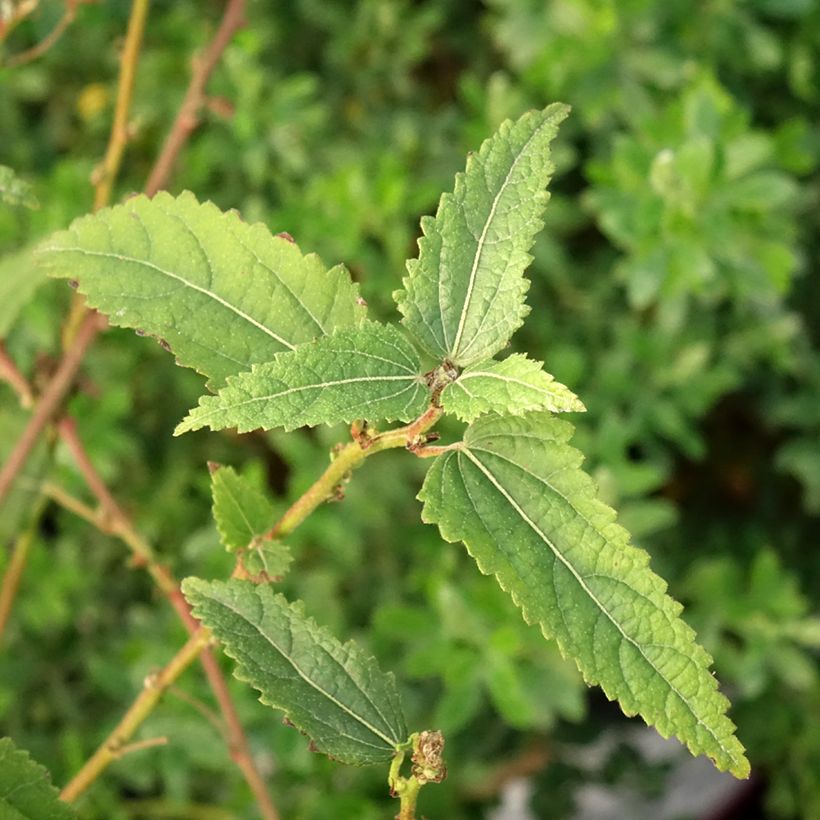 Pavonia Flamboyant (Fogliame)