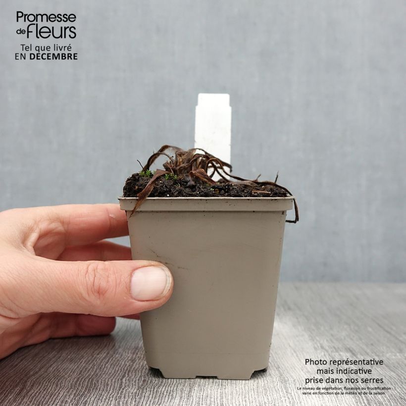 Meconopsis betonicifolia Alba Vasetto da 8/9 cm esemplare consegnato in inverno