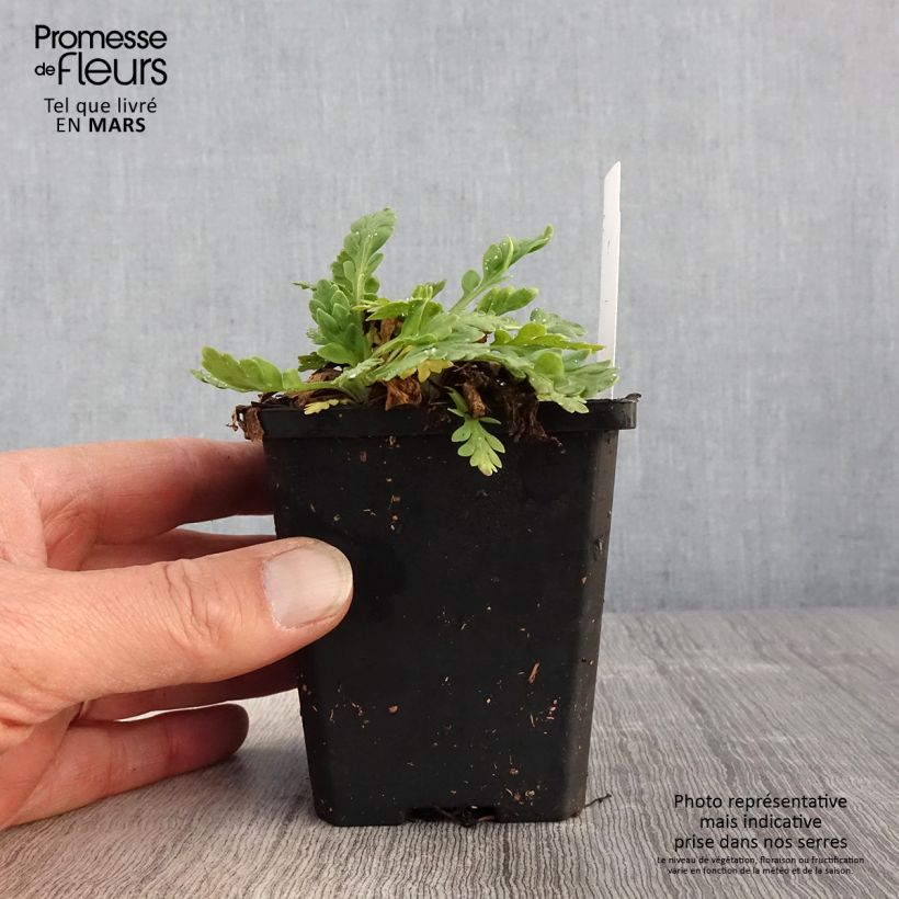 Example of Papaver nudicaule Champagne Bubbles Mix Vasetto da 8/9 cm as you get in printemps