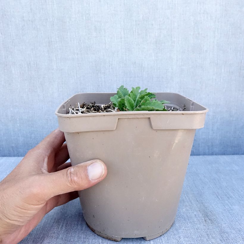 Esemplare di Papaver orientale Little Dancing Girl Vaso da 2L/3L consegnato in estate