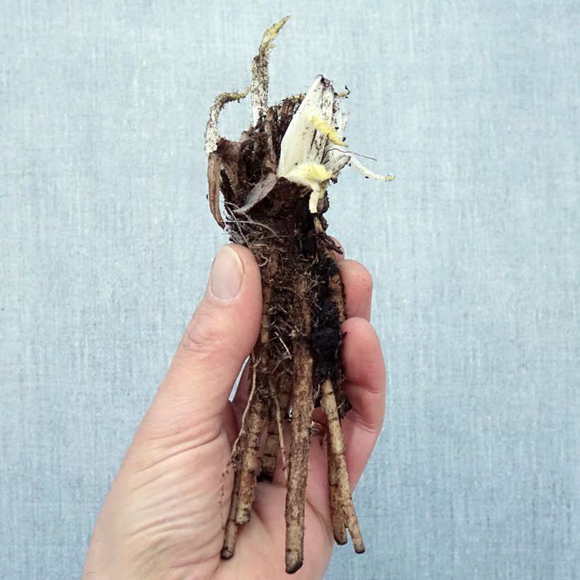 Papaver orientale Manhattan Piante piccole a radice nuda esemplare consegnato in inverno