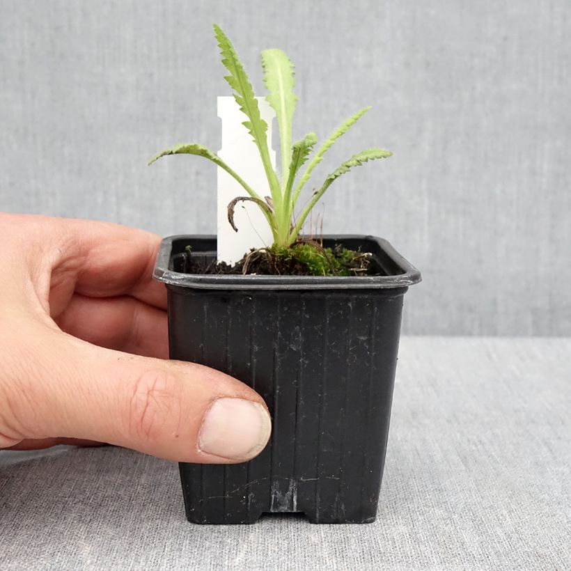 Papaver orientale Marlene Vasetto da 8/9 cm esemplare consegnato in primavera