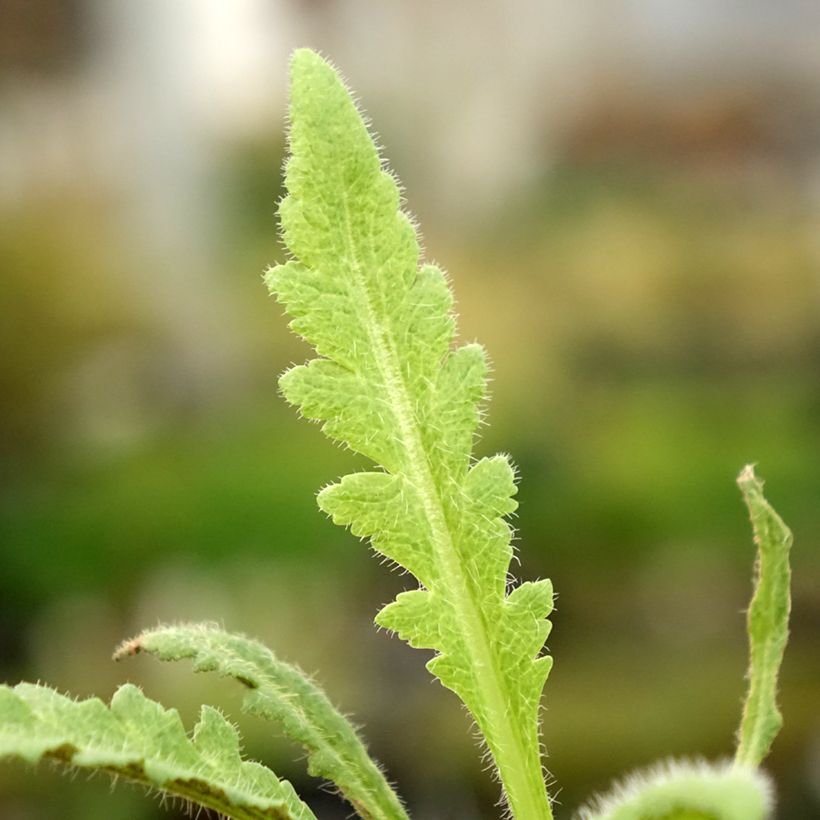 Papaver orientale Marlene (Fogliame)