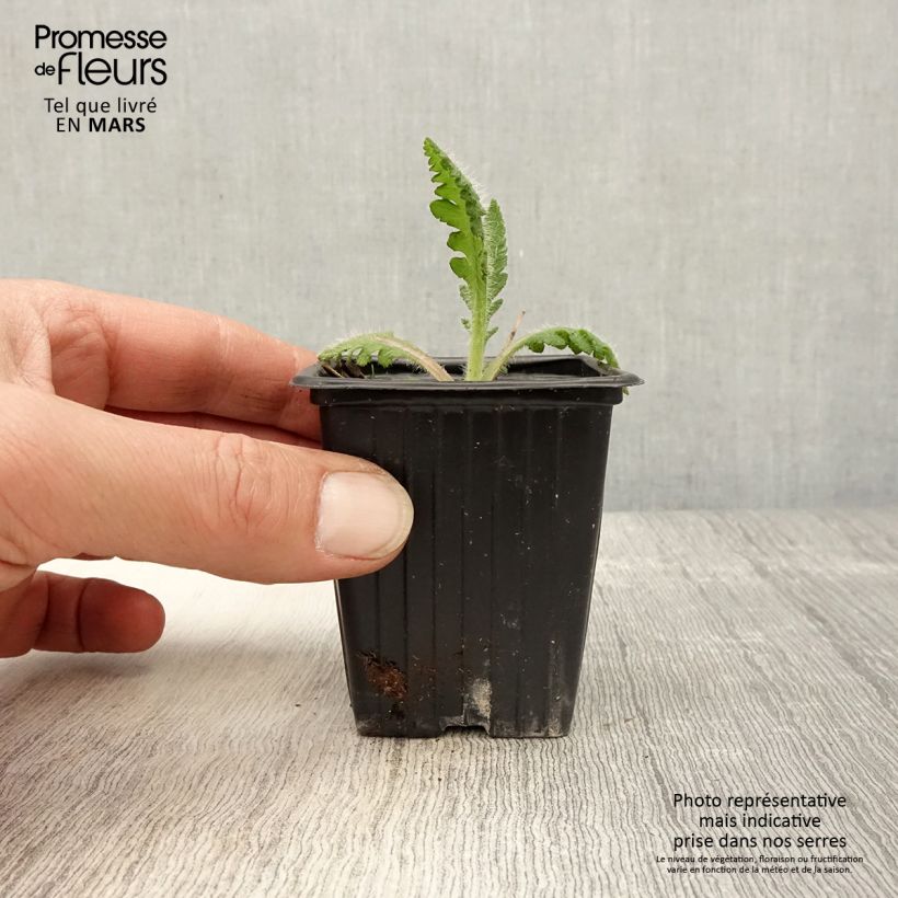 Papaver orientale Princess Victoria Louise Vasetto da 7/8 cm esemplare consegnato in primavera