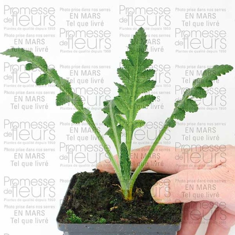 Esempio di esemplare Papaver orientale Queen Alexandra Vasetto da 8/9 cm come consegnato