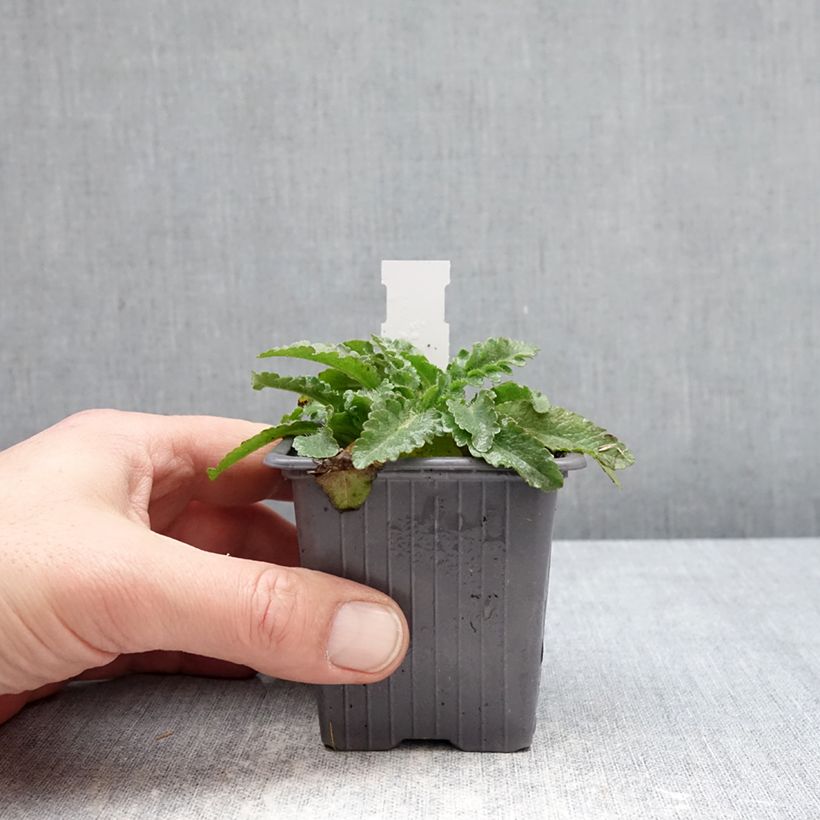 Papaver orientale Pink Perfection Vasetto da 8/9 cm esemplare consegnato in inverno