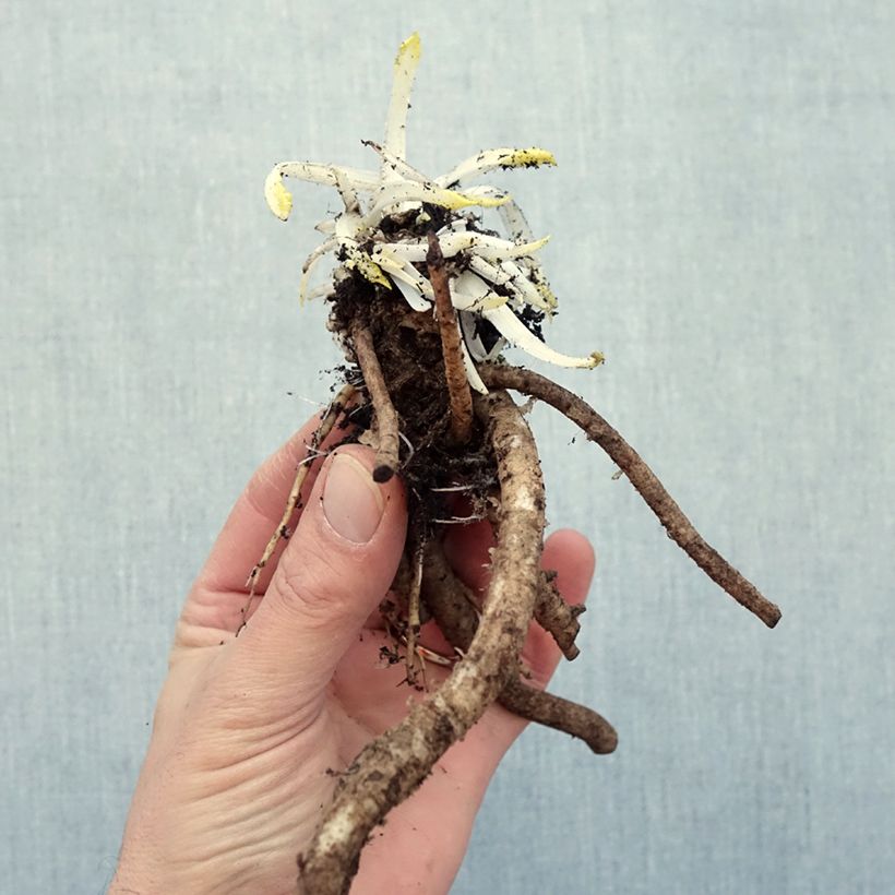 Papaver orientale Place Pigalle Piante piccole a radice nuda esemplare consegnato in inverno