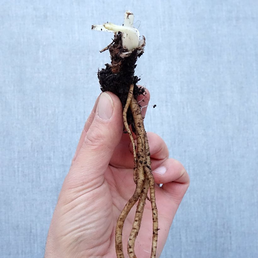 Papaver orientale Royal Chocolate Distinction Piante piccole a radice nuda esemplare consegnato in inverno