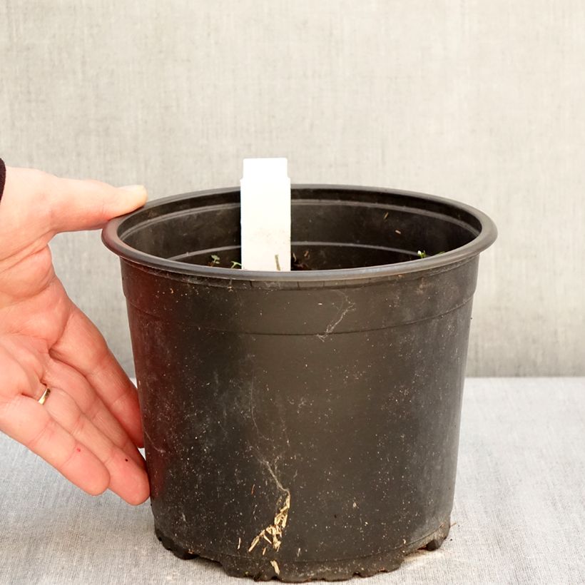 Papaver orientale Royal Chocolate Distinction Vaso da 2L/3L esemplare consegnato in inverno