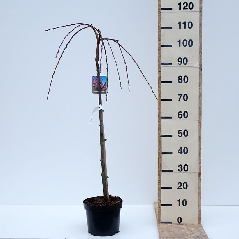 Prunus persica Melred Weeping - Pesco da fiore Vaso da 4L/5L, Vaso impalcato esemplare consegnato in inverno