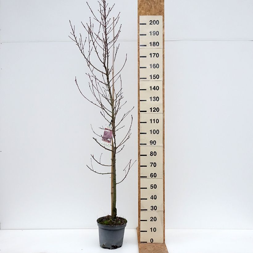 Esemplare di Prunus persica Taoflora Pink - Pesco da fiore Vaso da 7,5L/10L, Astone alto come consegnato in autunno