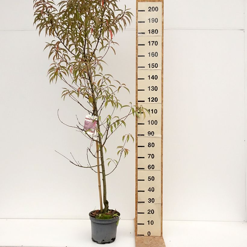 Esemplare di Prunus persica Taoflora Pink - Pesco da fiore Vaso da 7,5L/10L, Astone alto consegnato in estate