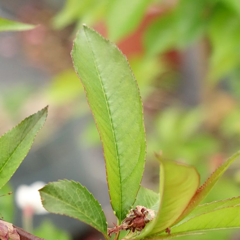 Prunus persica Taoflora Red - Pesco da fiore (Fogliame)