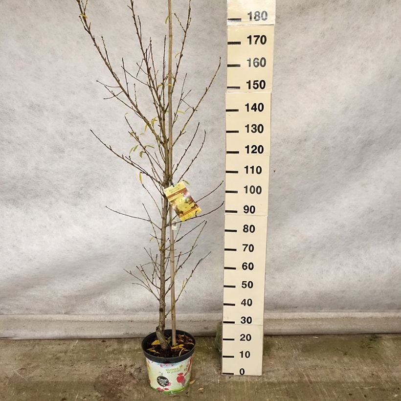 Esemplare di Prunus persica Taoflora White - Pesco da fiore Vaso da 7,5L/10L, Astone alto come consegnato in autunno