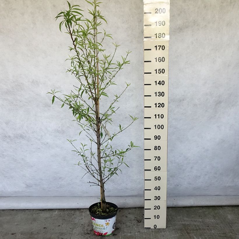 Esemplare di Prunus persica Taoflora White - Pesco da fiore Vaso da 7,5L/10L, Astone alto consegnato in estate