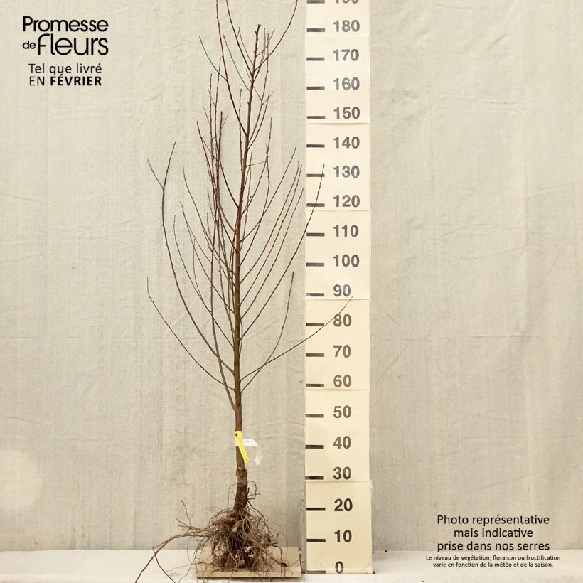 Pesco Amsden Piante grandi a radice nuda, Vasetto esemplare consegnato in inverno