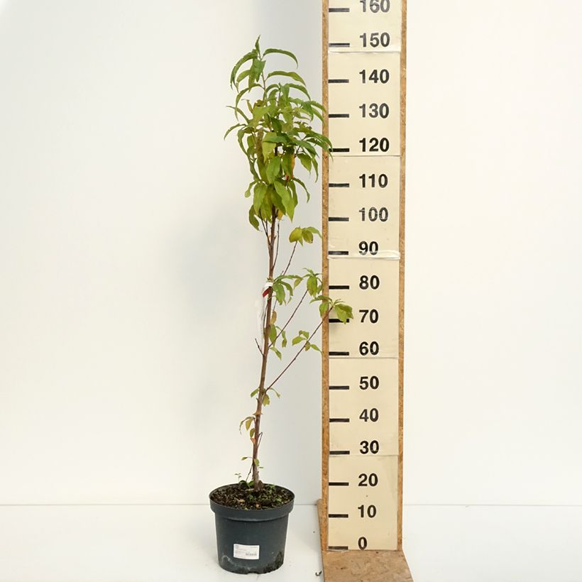 Esemplare di Pesco Amsden Vaso da 7,5L/10L, Vasetto consegnato in estate