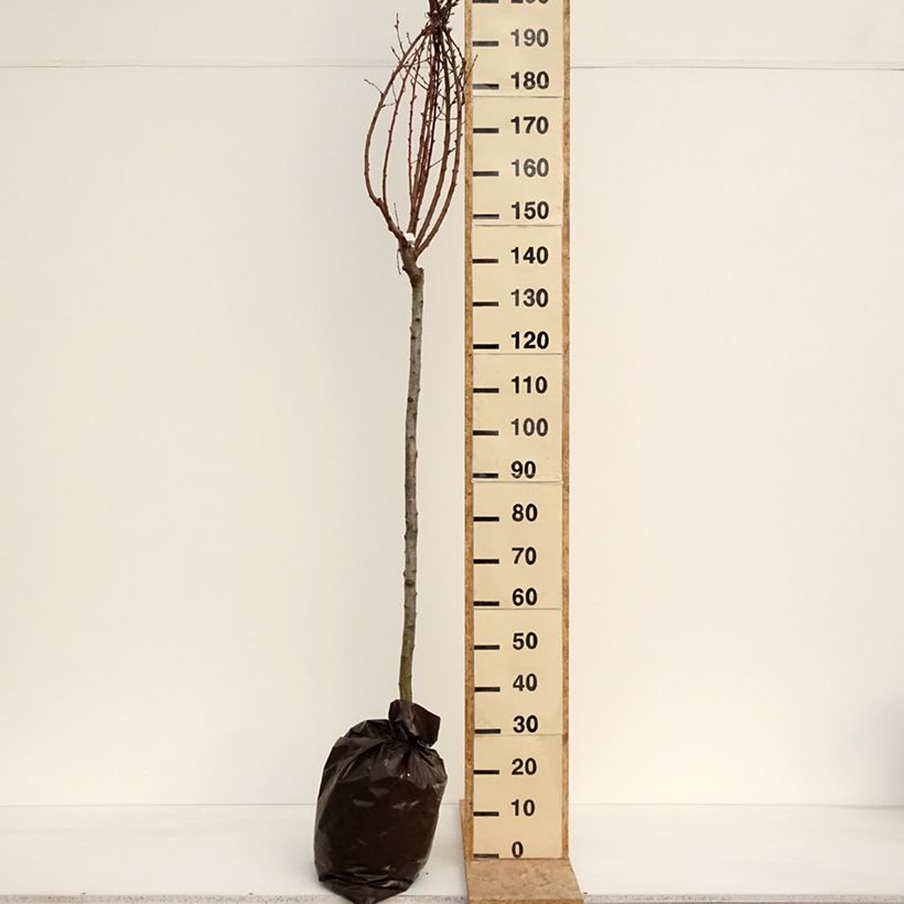 Pesco Andromède Zaidrome Zolla 'Pronta da piantare', Vaso impalcato medio esemplare consegnato in primavera