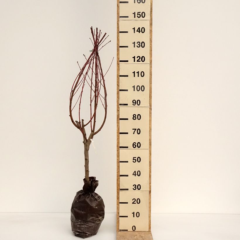 Pesco Andromède Zaidrome Zolla 'Pronta da piantare', Vasetto esemplare consegnato in primavera