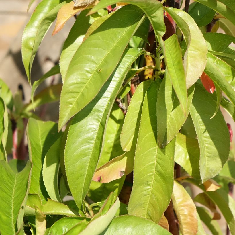 Pesco Andromède Zaidrome (Fogliame)