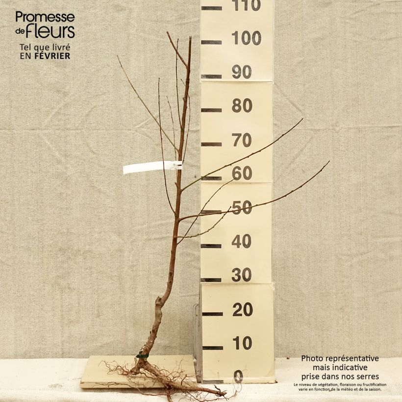 Example of Pesco Charles Ingouf Piante grandi a radice nuda, Vasetto as you get in hiver