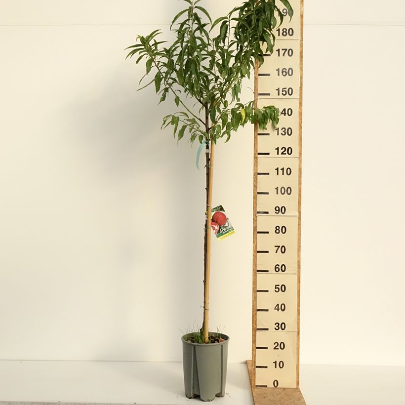 Esemplare di Pesco di vigna bianca Vaso da 12L/15L, Vaso impalcato medio consegnato in estate