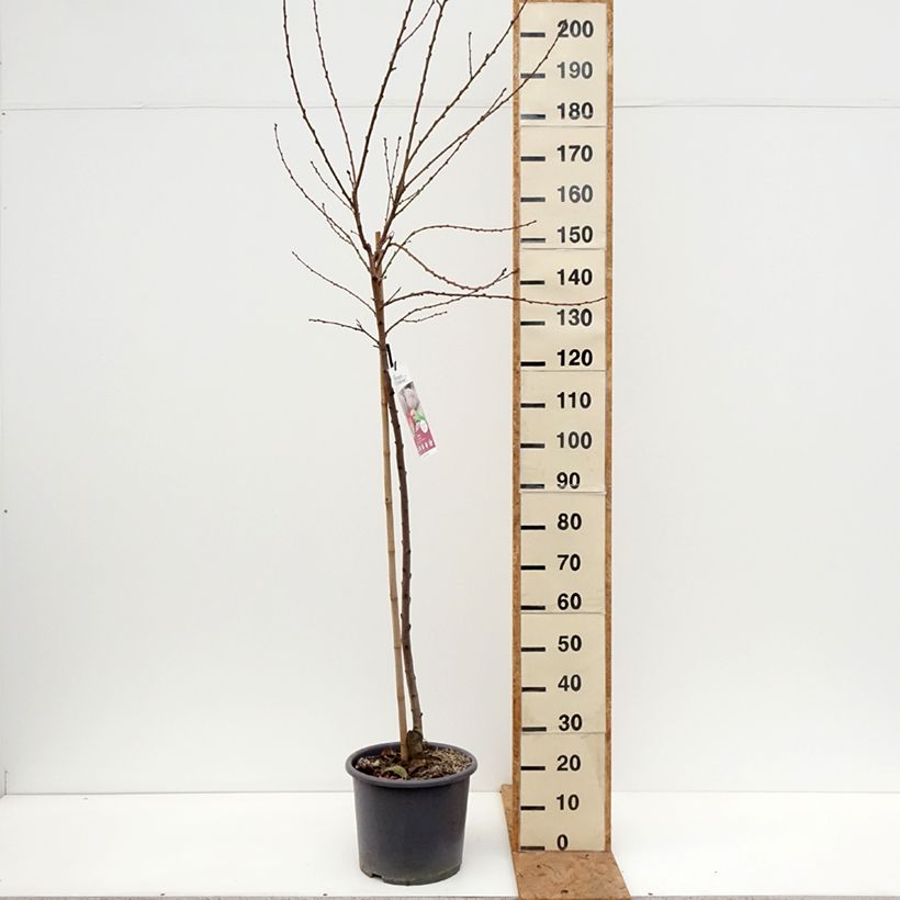 Esemplare di Pêcher de Vigne Sanguine - Pêche de Vigne Pot de 7,5L/10L, Gobelet come consegnato in autunno