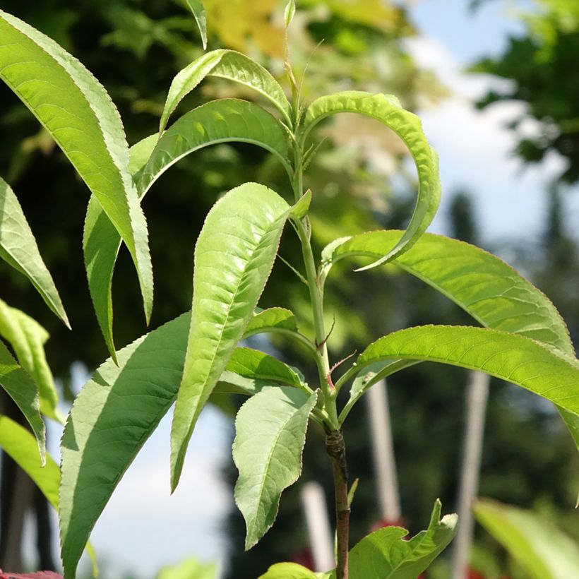 Pesco Dixired (Fogliame)