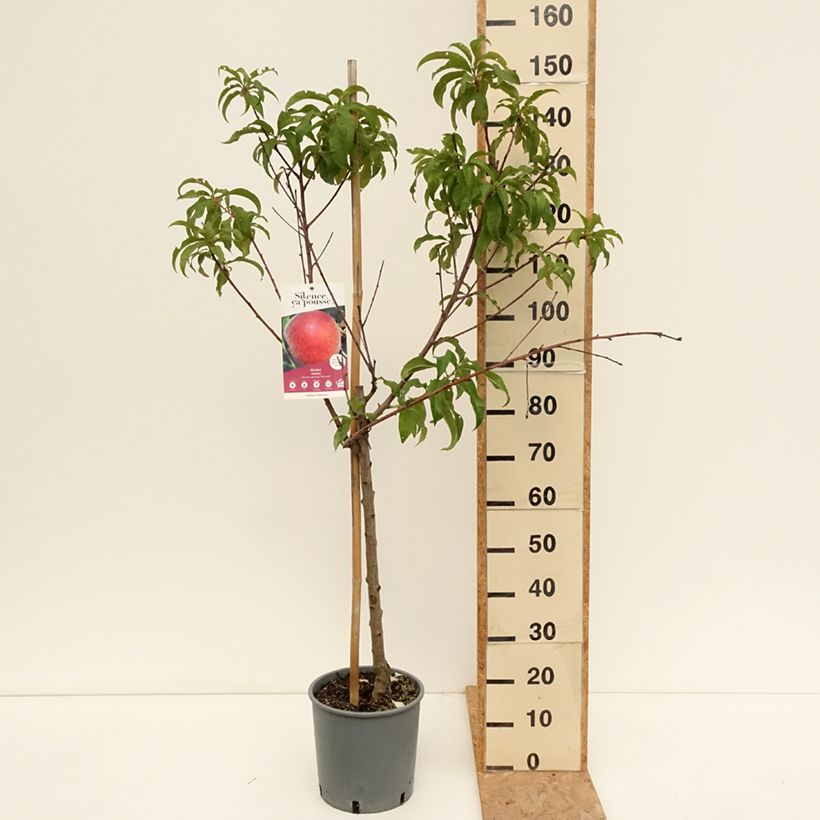 Esemplare di Pesco Dixired Vaso da 7,5L/10L, Vasetto consegnato in estate