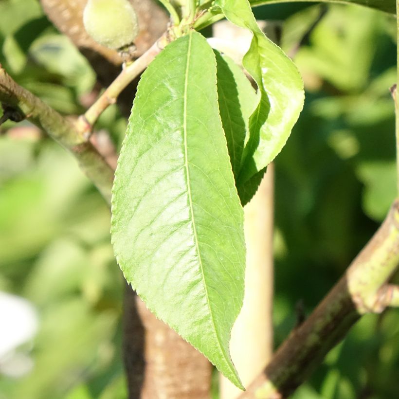 Pesco J.H. Hale (Fogliame)