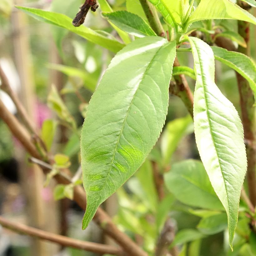 Pesco Michelini (Fogliame)