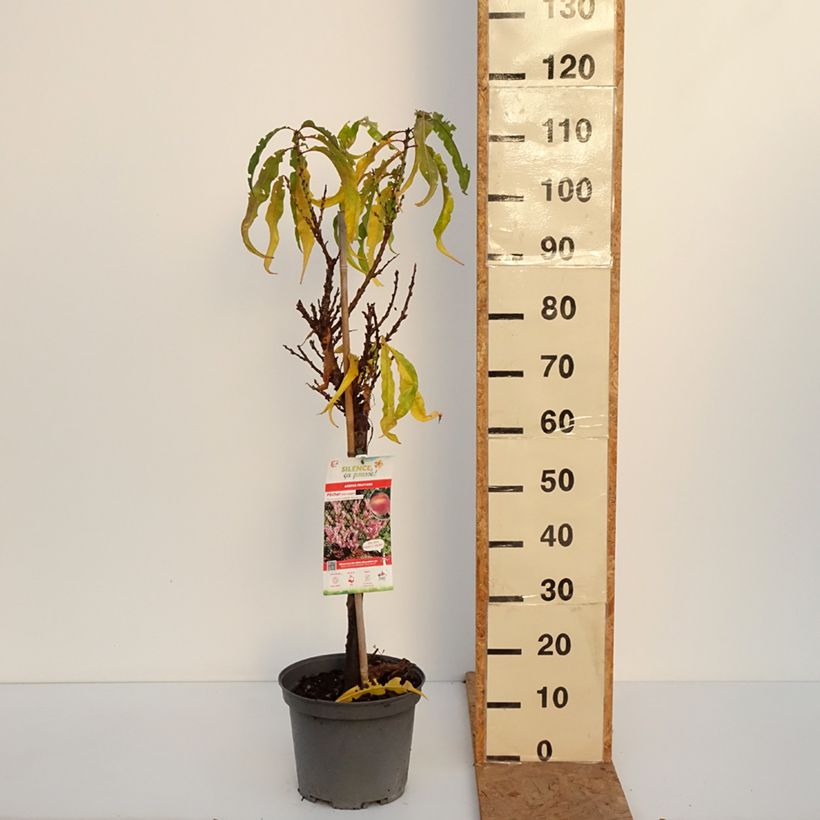 Esemplare di Pesco Amber Pix Zee Vaso da 6L/7L, Vaso impalcato basso come consegnato in autunno