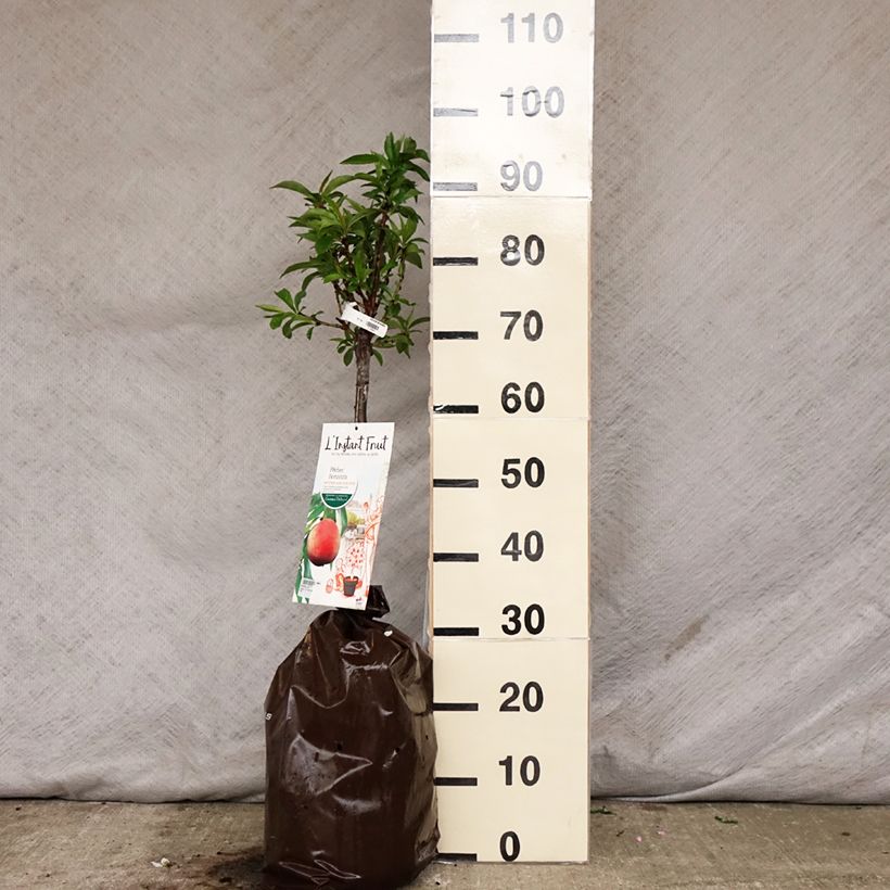 Example of Pesco Bonanza Zolla 'Pronta da piantare', Vaso impalcato basso as you get in printemps