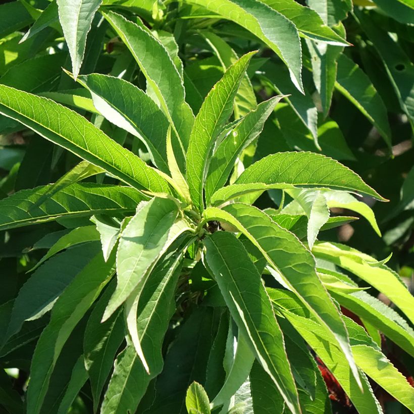 Pesco Bonanza (Foliage)
