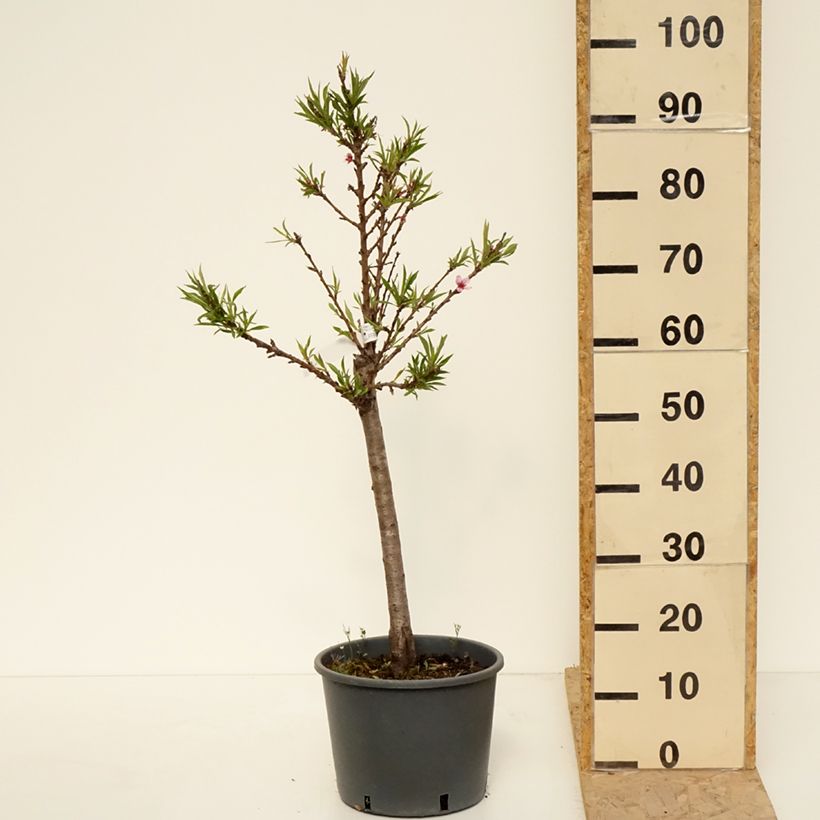 Example of Pesco Bonanza Vaso da 7,5L/10L, Vaso impalcato basso as you get in printemps