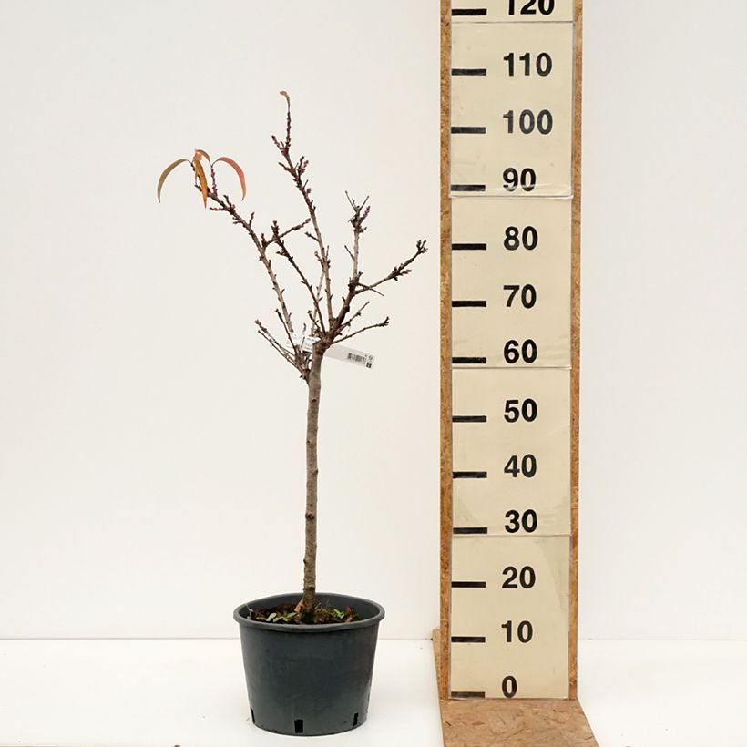 Esemplare di Pesco Bonanza Vaso da 7,5L/10L, Vaso impalcato basso come consegnato in autunno